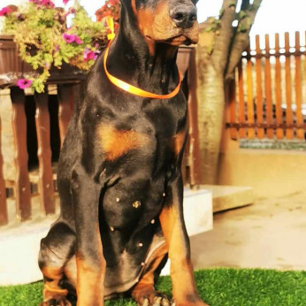 Doberman kiskutya eladó