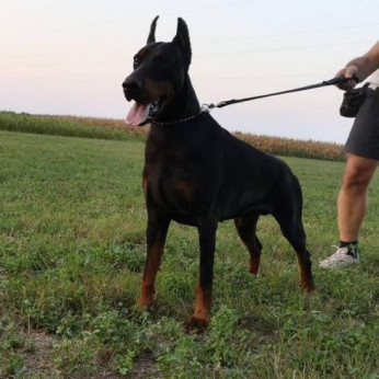 Doberman kiskutyák eladók