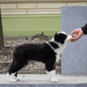 Border Collie kölykök