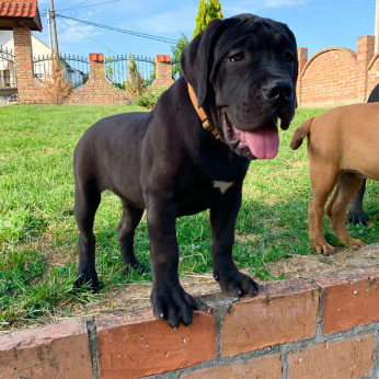 Afrikai Boerboel