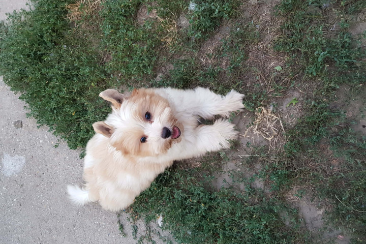 Biewer Yorki Yorkshire Terrier 3 hónapos kislány 3 x oltva eladó!