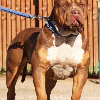 American Bully XL kölykök eladók
