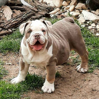 Angol bulldog kölykök