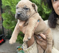 A dél-afrikai masztiff-boerboel kutyái