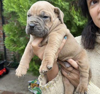 A dél-afrikai masztiff-boerboel kutyái