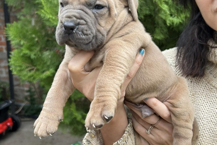 A dél-afrikai masztiff-boerboel kutyái