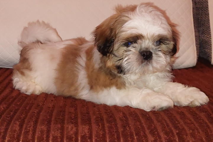 Shih -tzu kiskutyák Eladók!