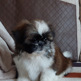 Shih-tzu babák Eladók!