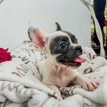 francia bulldog kölykök