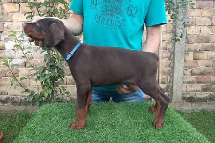 Dobermann
