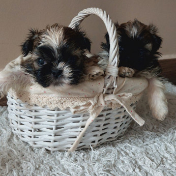 Shih-tzu babák Eladók!