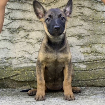 Malinois belga juhászkutya kölykök