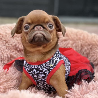 Petit Brabancon és Griffon kölykök
