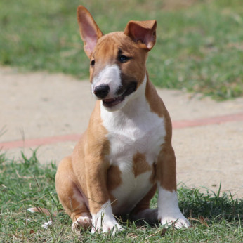 Mini Bull Terrier Kölyökkutyák