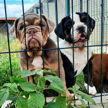 Egzotikus bulldogok