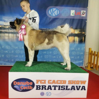 Amerikai akita kan kölykök