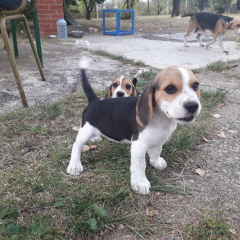 Beagle kiskutyák eladók