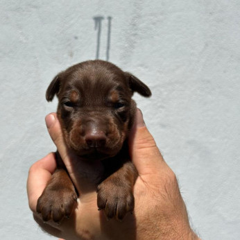 Doberman kiskutyák eladók