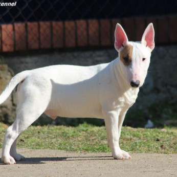 Mini bullterrier kölykök