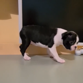 Boston terrier kiskutyák eladók