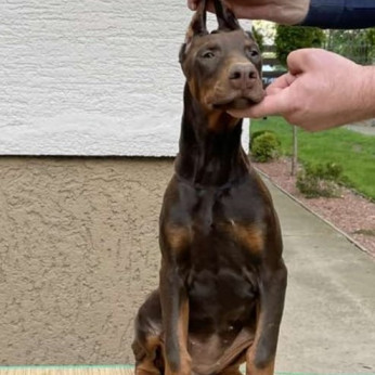 Doberman kölykök