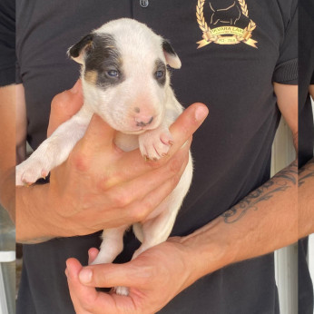 Normál bullterrier kölykök