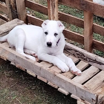 Közép-ázsiai juhászkutya - Alabai, fajtatiszta kölykök
