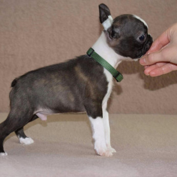 Boston terrier kölykök