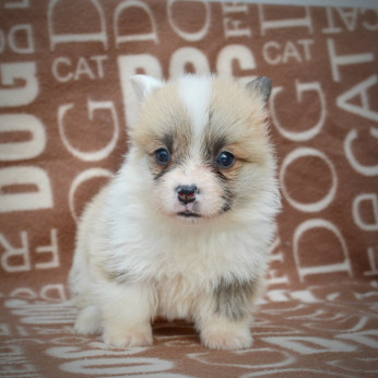 Welsh Corgi Pembroke kölykök