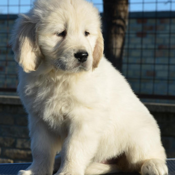 Golden retriever kölykök