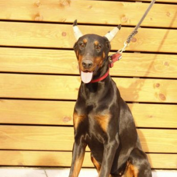 Doberman kiskutyák eladók