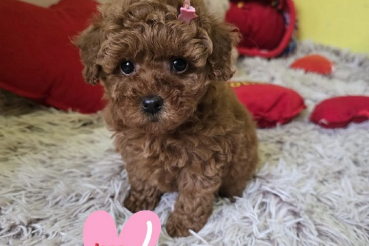 Imádnivaló VÖRÖS JÁTÉKUSZKÁR kölykök