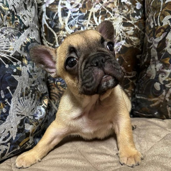 Francia bulldog kölykök