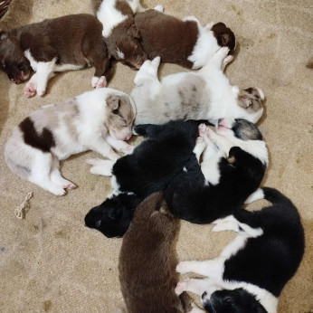 Border collie kiskutyák eladók