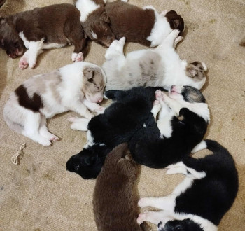 Border collie kiskutyák eladók