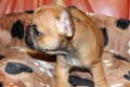 Francia bulldog kiskutyák eladók