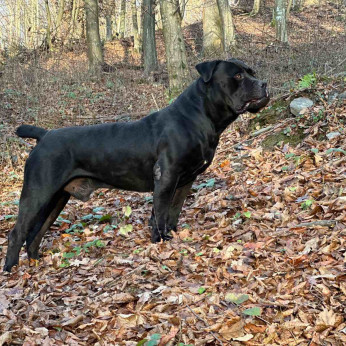 Dél-afrikai masztiff – Boerboel kiskutyák