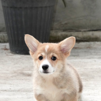 Pembroke walesi corgi TOP kölykök