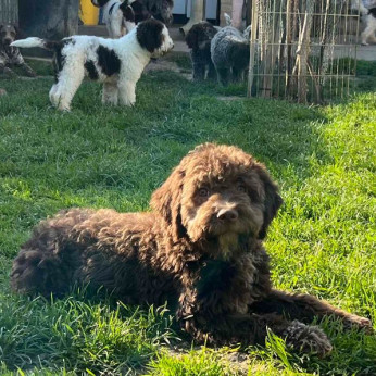 Lagotto Romagnolo eladó