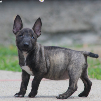 Miniatűr bullterrier kölykök