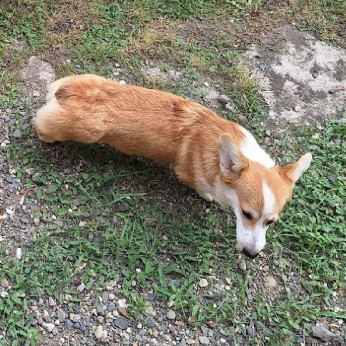 Két növendék corgi lány eladó