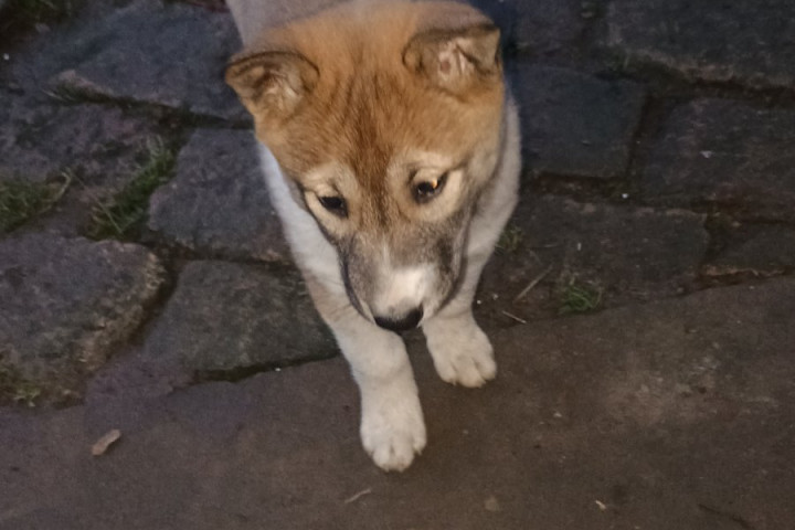 Nyugat-szibériai lajka kölykök