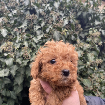 Toy Uszkár (Poodle)