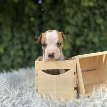 Kiváló származású amerikai staffordshire terrier kölykök
