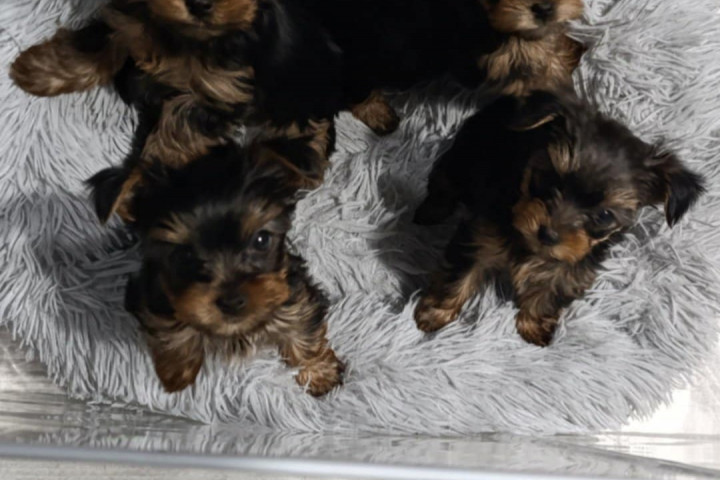 Yorkshire terrier – Gyönyörű kölykök
