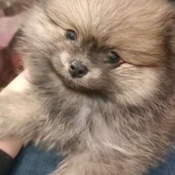 Pomerániai spitz kölykök