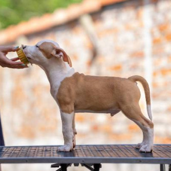 Amerikai staffordshire terrier kölykök