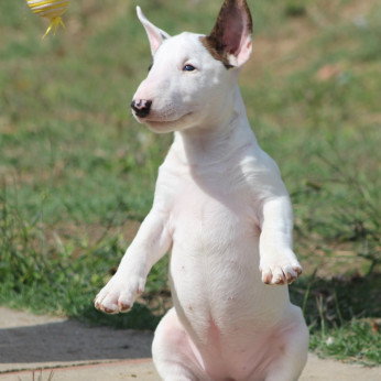 Mini Bull Terrier Kölyökkutyák