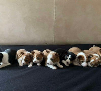 Basenji vörös-fehér és trikolor kölykök