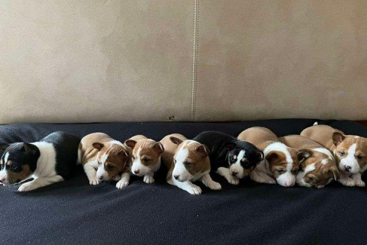 Basenji vörös-fehér és trikolor kölykök
